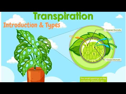 Transport in Plants & Animals I Form Two