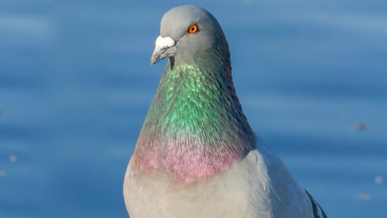 Pigeon background