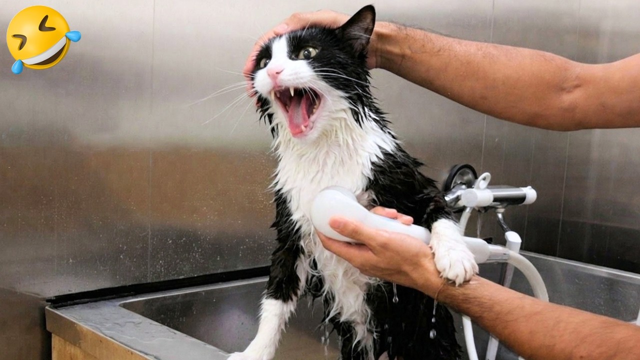 This Cat Regrets Taking A Bath 🤣😁 Animal Highlight 2026