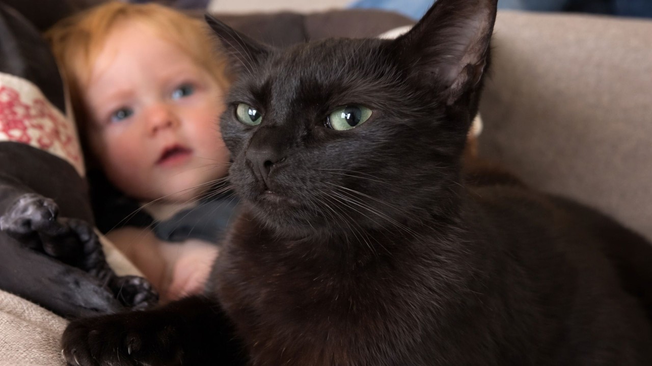 This Black Cat Didn't Know He Was Adopted β He Just Knew She Needed Him