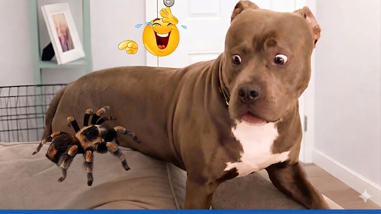 Super Funny Animal Video Clips ๐พ Funniest Cat & Dog Moments Ever Recorded.