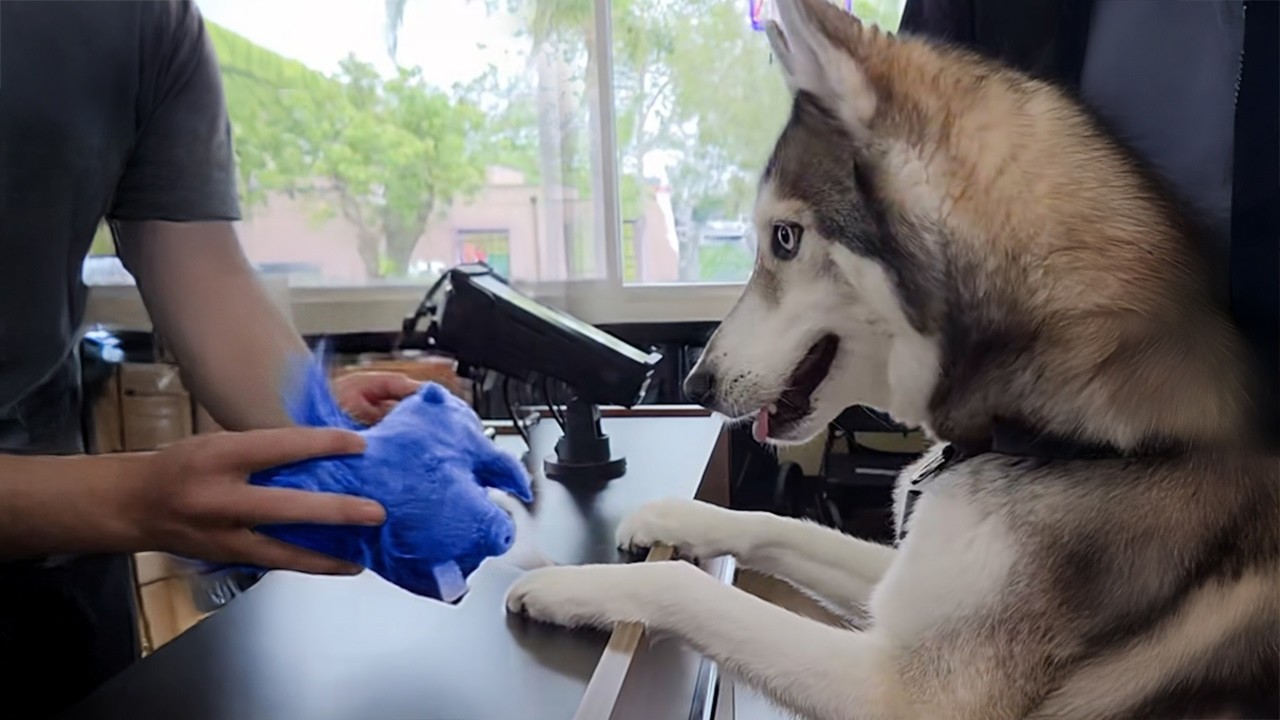When Your Dog Goes to the Pet Store For The First Time! 🐶