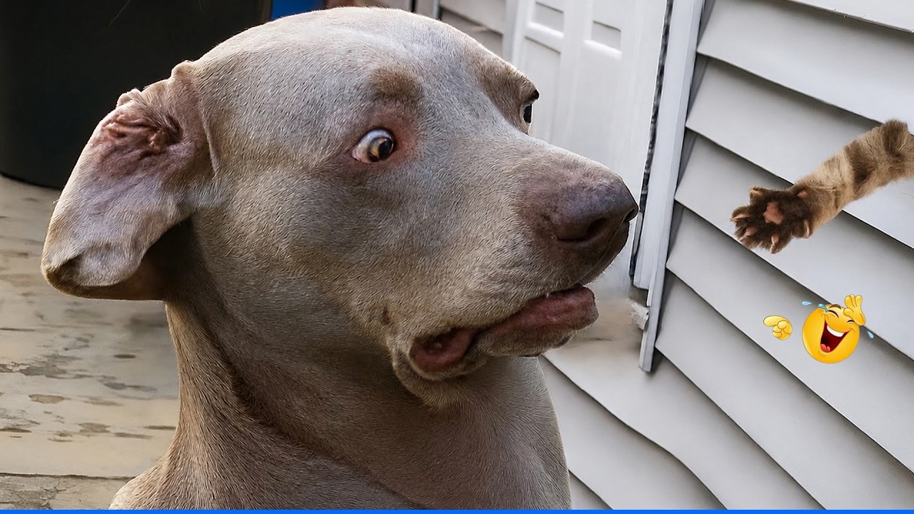 When God Sends You Funny Dogs đčđ¶Cat and Dog Videos That Don't Disappoint You. background