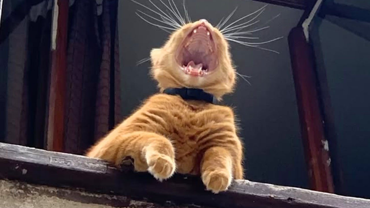 Get Ready to Cry LAUGHING with these CATS 🤣 Funny Cat Videos