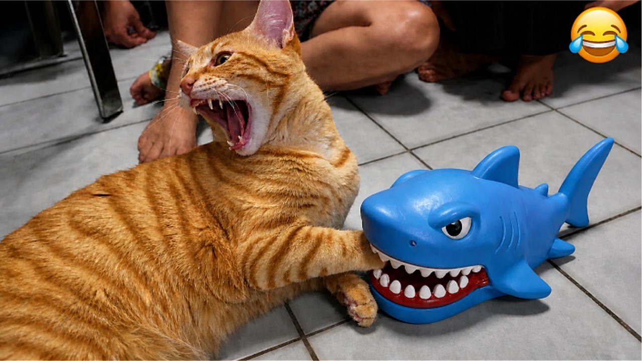 The Most Hilarious Cat Moments Ever 🤣 | YOU WILL LOSE 🙀