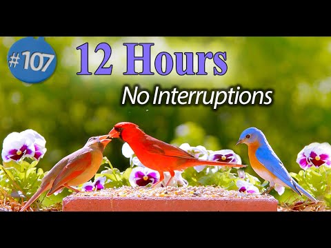 TV for Cats 😻12 Hour Bird Bonanza 🐦Uninterrupted CatTV with Fluttering Wings and Singing Birds background