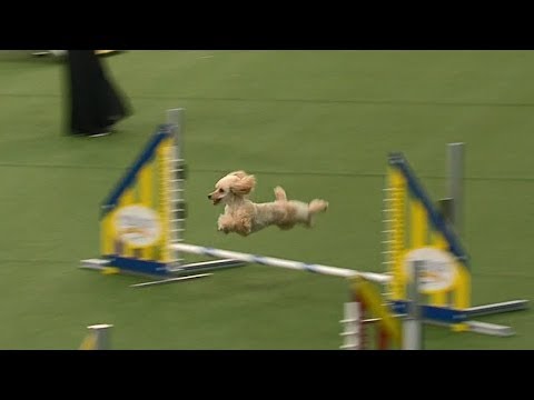 Carly Rae The Poodle Attempts Championship Run At Westminster Dog Show background