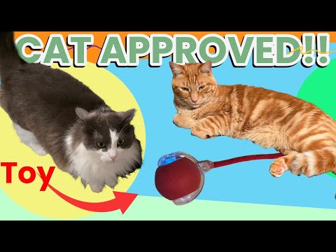 2025 Interactive Cat Toy Ball Review – Self-Rolling Fun for Indoor Cats!