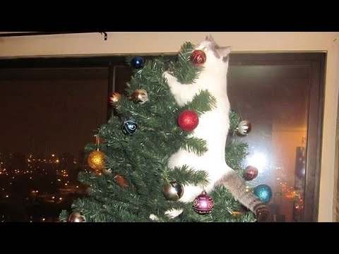 Cat and christmas tree ? NOT A GOOD IDEA - Funny CAT videos background