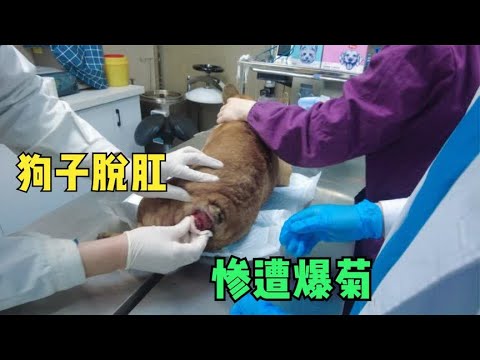 斗牛犬财主意外脱肛急坏老舅,惨遭医生爆菊,看到它的样子好心痛
