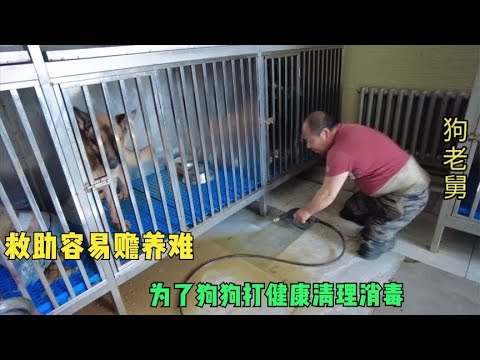 救助容易赡养难,为了狗狗的健康着想,用2天时间清理消毒隔离室 background