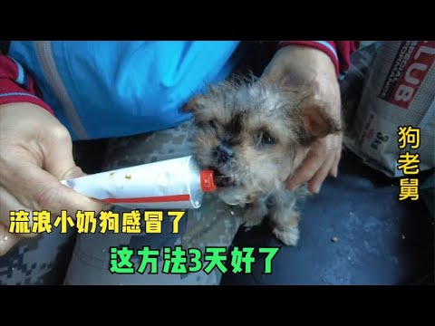 救助的流浪小奶狗感冒了,用这种方法喂药狗狗抢着吃,太有爱了 background