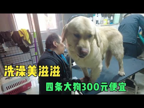春节来临宠物洗澡要涨价,老舅提前预约,花300元洗四条大狗便宜