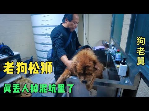 被弃养的老狗朵朵跳到泥坑里,给老舅吓一跳,还得给它洗个热水澡 background
