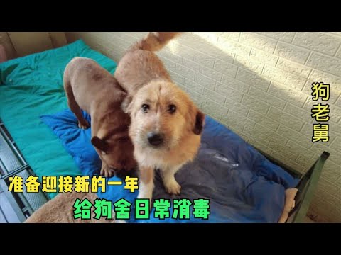准备迎接新的一年,流浪狗基地给狗舍日常消毒,一定把细节做好 background