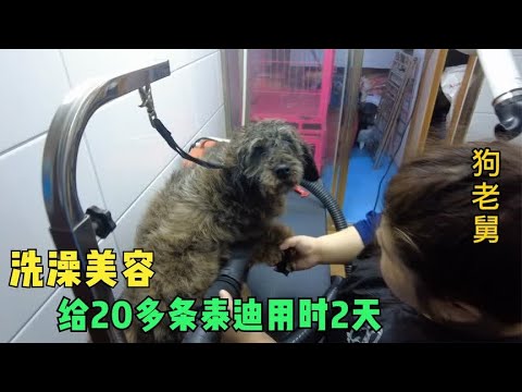 快过年了流浪狗大院给20多条泰迪洗澡剪毛,全部美容大改造