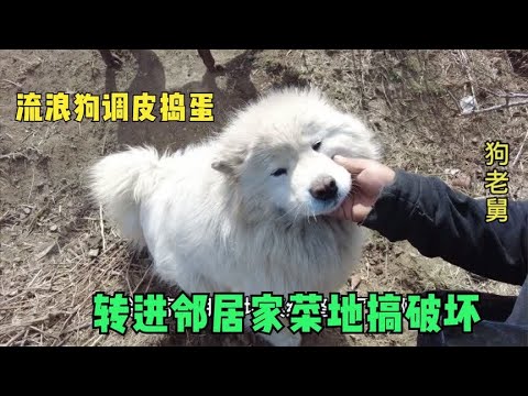 流浪狗调皮捣蛋,转进邻居家菜地搞破坏,被发现后找家长 background