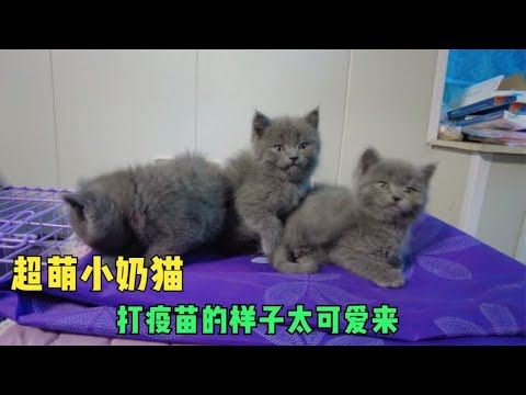 给40多天的小奶猫打疫苗,表情爆棚超级可爱,萌萌的样子惹人爱
