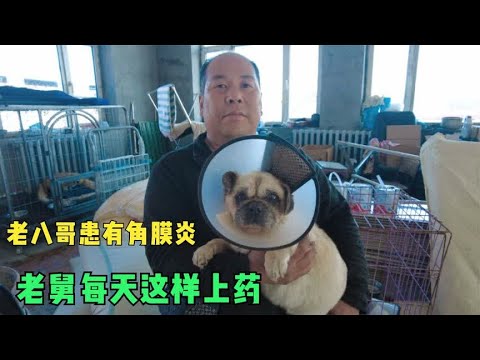 被抛弃的老八哥患有角膜炎,不需住院治疗被带回家,每天这样处理 background