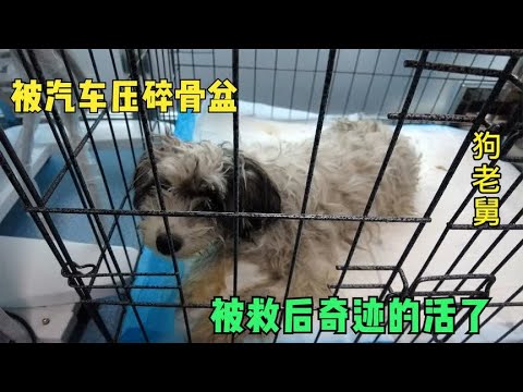 被汽车碾压的流浪狗溜溜,救助后奇迹般的活了,现已在医院治疗