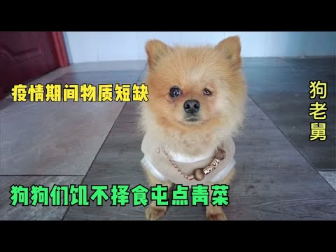 流浪狗基地疫情期间物资短缺,狗狗们饥不择食,屯点青菜实属不易 background