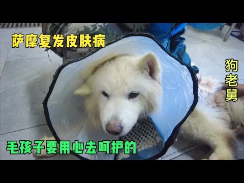 毛孩子是需要心来呵护,萨摩复发皮肤病,老舅的治疗既简单又高效