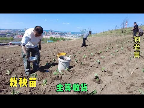 老舅花200多买了700棵蔬菜秧苗,9个人一小时全部栽完,坐等收货 backdrop