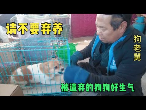 养狗前请三思而后行不爱请不要遗弃,不要有任何理由,请善待狗狗