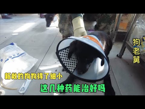 幼犬期细小病毒多发死亡率高,看老舅怎么治理,这几种药能治好吗