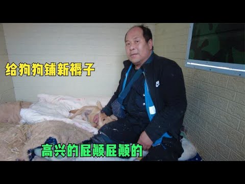 老舅给狗狗铺了新褥子,狗狗们屁颠屁颠高兴坏了,让它们温暖过冬