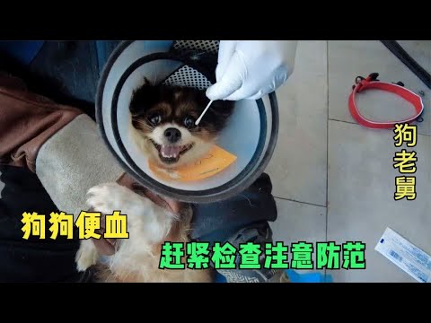狗狗便血不容忽视,这些疾病征兆要当心,赶紧给做检查注意防范