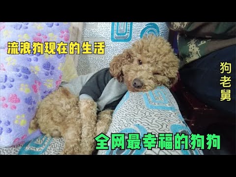 全网最幸福的狗狗,爱心女孩捡到一只无家可归的流浪猫,送到大院