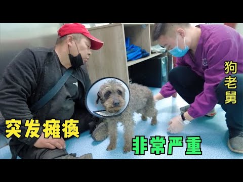 灰泰迪后肢突发瘫痪,非常严重第一时间就医,像个孩子好可怜