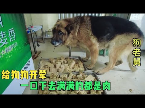 给狗狗开荤,将40斤鸡肉搅成肉泥蒸玉米面,一口下去满满的都是肉 background
