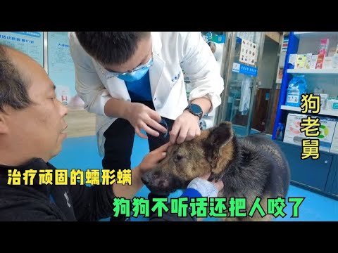 大院牧羊犬得了蠕形螨,带去医院治疗,把人咬了还得花钱打疫苗