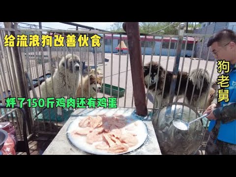 老舅给所有狗改善生活,一次烀150斤鸡肉还有鸡蛋,今天有口福了