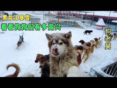 黑龙江鸡西特大暴雪,流浪狗大院狗狗们都在干什么,带大家看看 backdrop