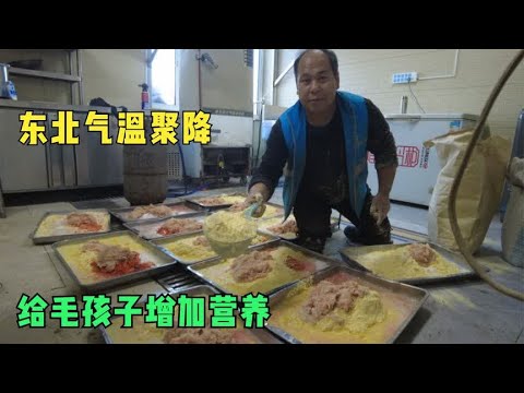 东北大雪气温聚降,给毛孩子做鸡肉玉米面饼抗寒,吃的都嘎嘎香 background
