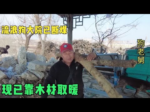 东北冬天长达7个月,流浪狗大院型煤已烧完,没钱买煤只能烧木料