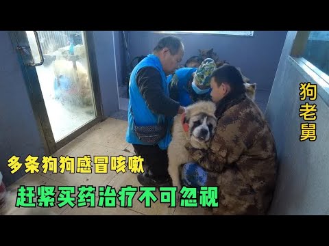 流浪狗大院成群感冒咳嗽,急坏老舅赶紧买药打针,绝对不可忽视 backdrop