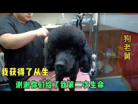 集市要被宰杀的泰迪,被迟子重金救下后,隔离期已到洗澡美容解封