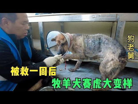 牧羊犬赛虎皮肤病感染严重,被狠心主人抛弃,带回家一周后大变样