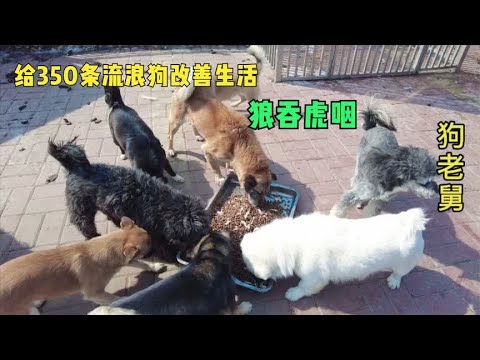今天给350多条流浪狗改善生活,煮了2锅鸡肉拌狗粮,幸福感十足 background