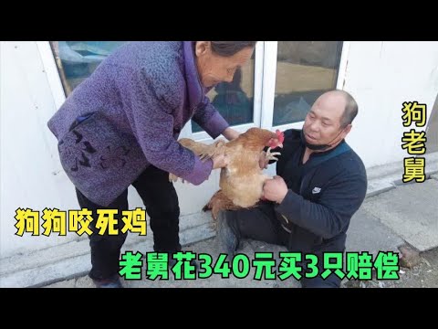 狗狗挖洞跑去邻居家咬死3只鸡,老舅表示无奈,花340元买来赔偿 backdrop