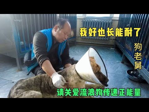 牧羊犬皮肤病严重这样处理,一天比一天好,关爱流浪狗传递正能量