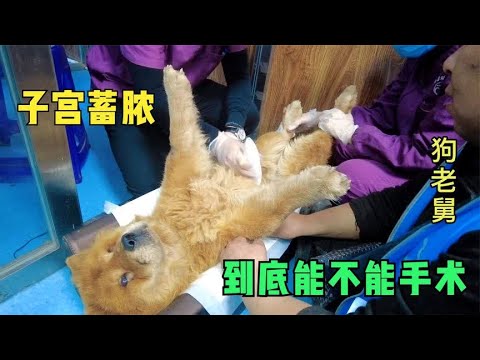 10多岁的松狮得了子宫蓄脓,手术风险太大,医生建议保守治疗 background