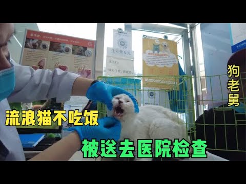 大院发现流浪猫小白生病了,口炎严重吃不下饭,第一时间送往医院