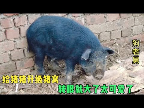 不怕脏不怕累给二师兄升级猪窝,转眼几个月它长大了,太可爱了 background