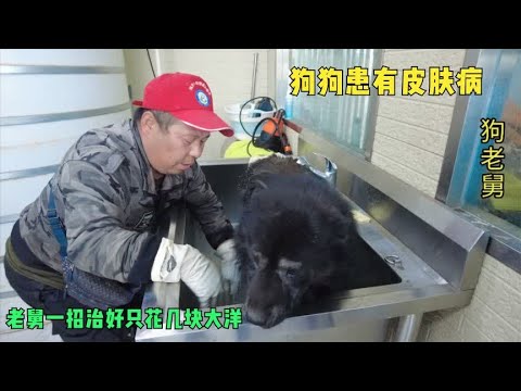 流浪狗患了皮肤病,老舅一招就给狗狗治好,只花了几块大洋 background