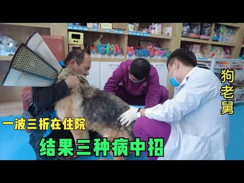 牧羊犬便血几天不见好,带去医院做检查,结果三种病中招能治好吗 background